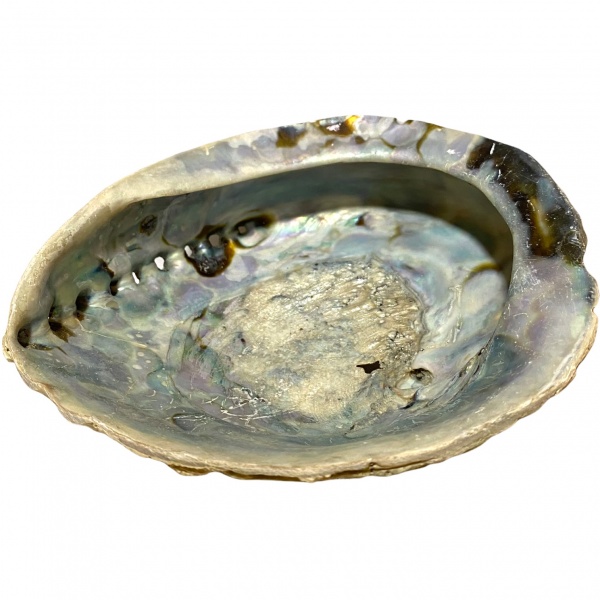 Abalone Shell - Large