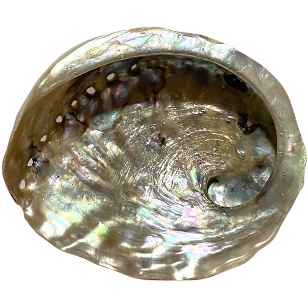 Abalone Shell - Small - Sons of Asgard
