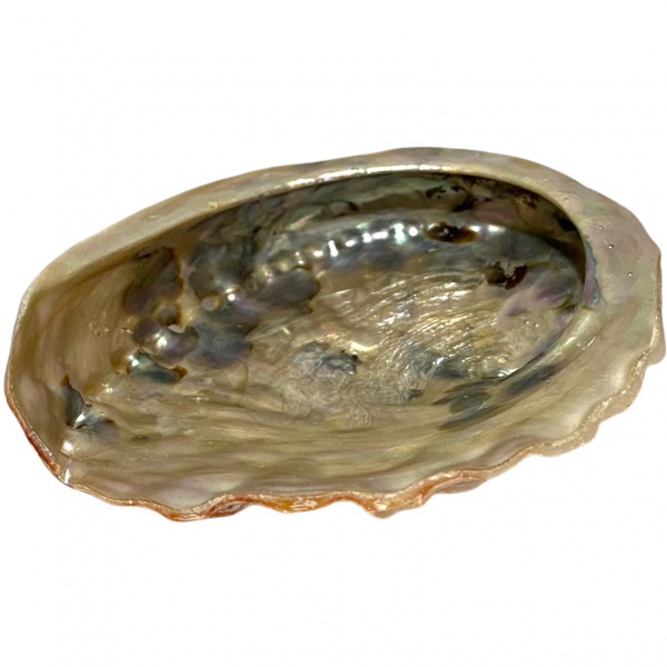 Abalone Shell - Small