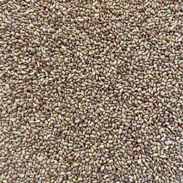 Alfa Alfa Seeds