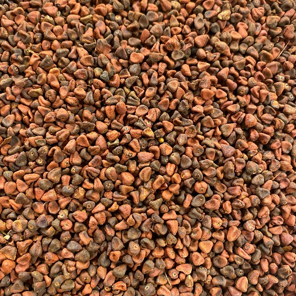 Annatto Seeds