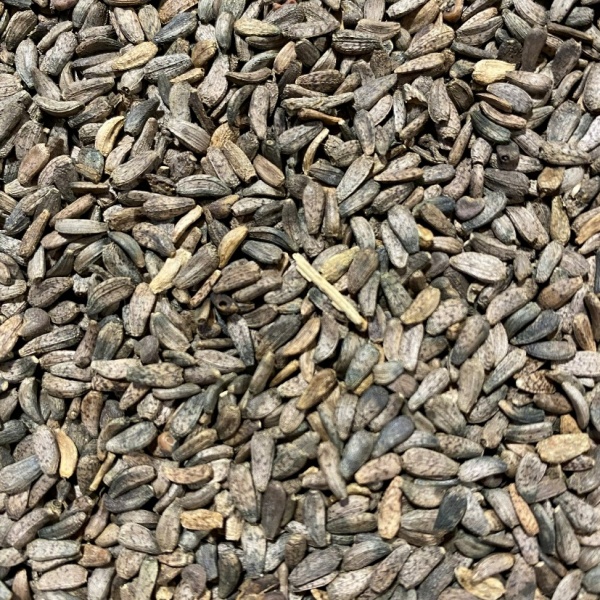 Burdock Seed