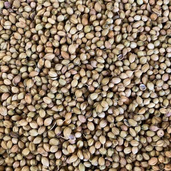 Coriander Seeds