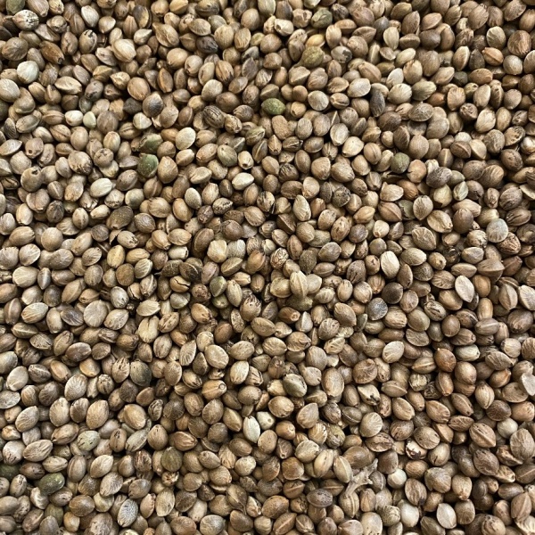 Hemp Seed