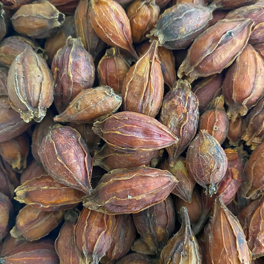 Gardenia Fruit Sons of Asgard