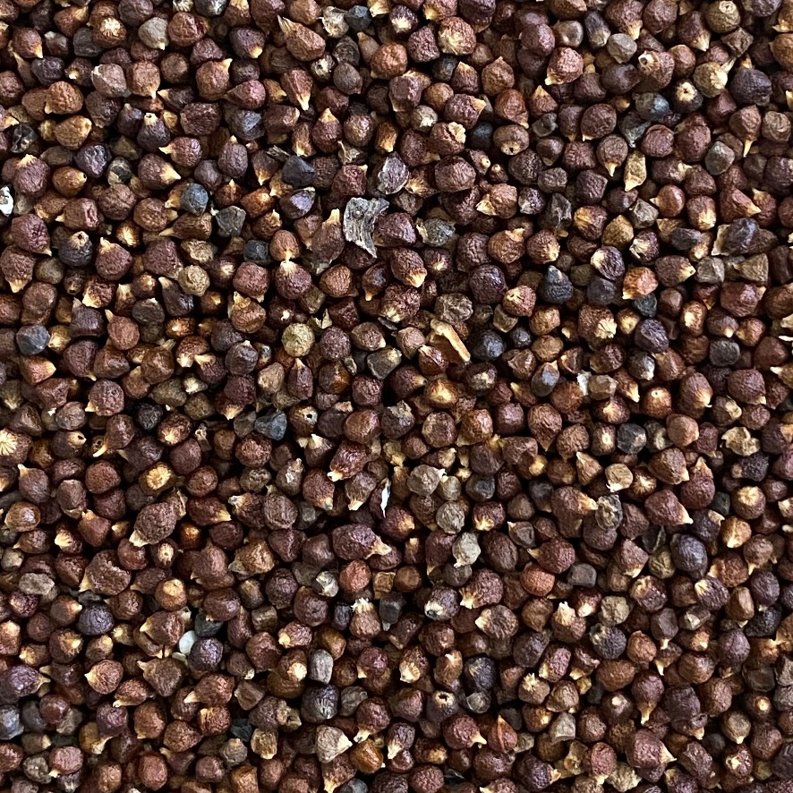 Grains of Paradise Sons of Asgard