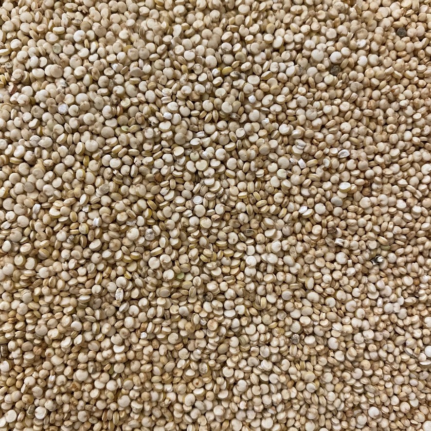 Quinoa Seed