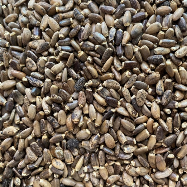 Milk Thistle Seed