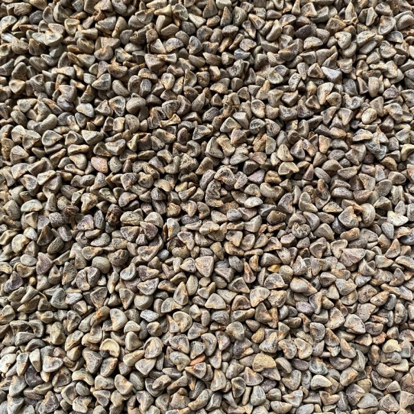 Musk Mallow Seed