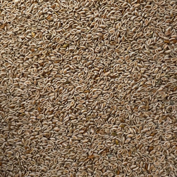 Psyllium Seeds