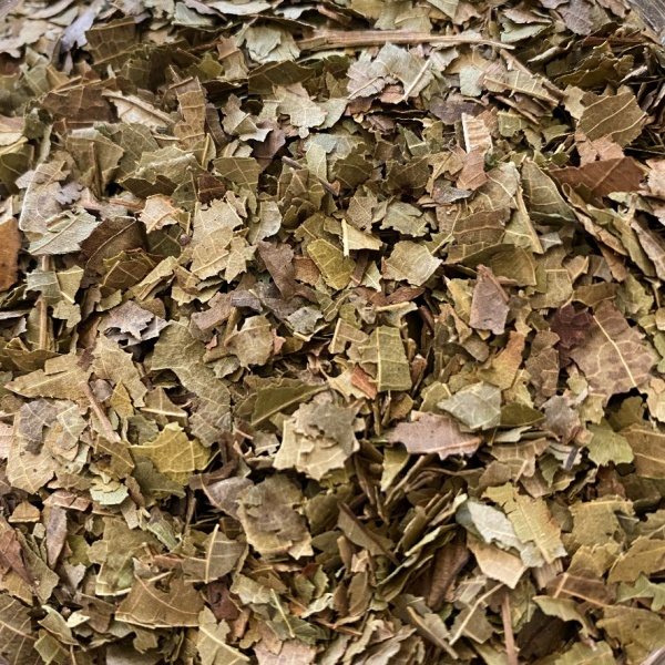 Walnut Leaves