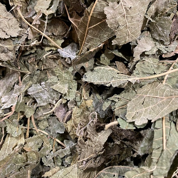 White Mulberry Leaf