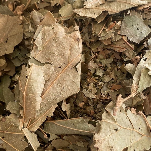 Witch Hazel Leaves